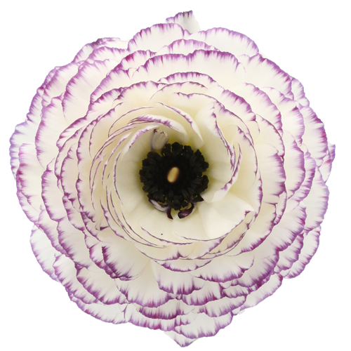 Product profile - Ranunculus | Coloríginz